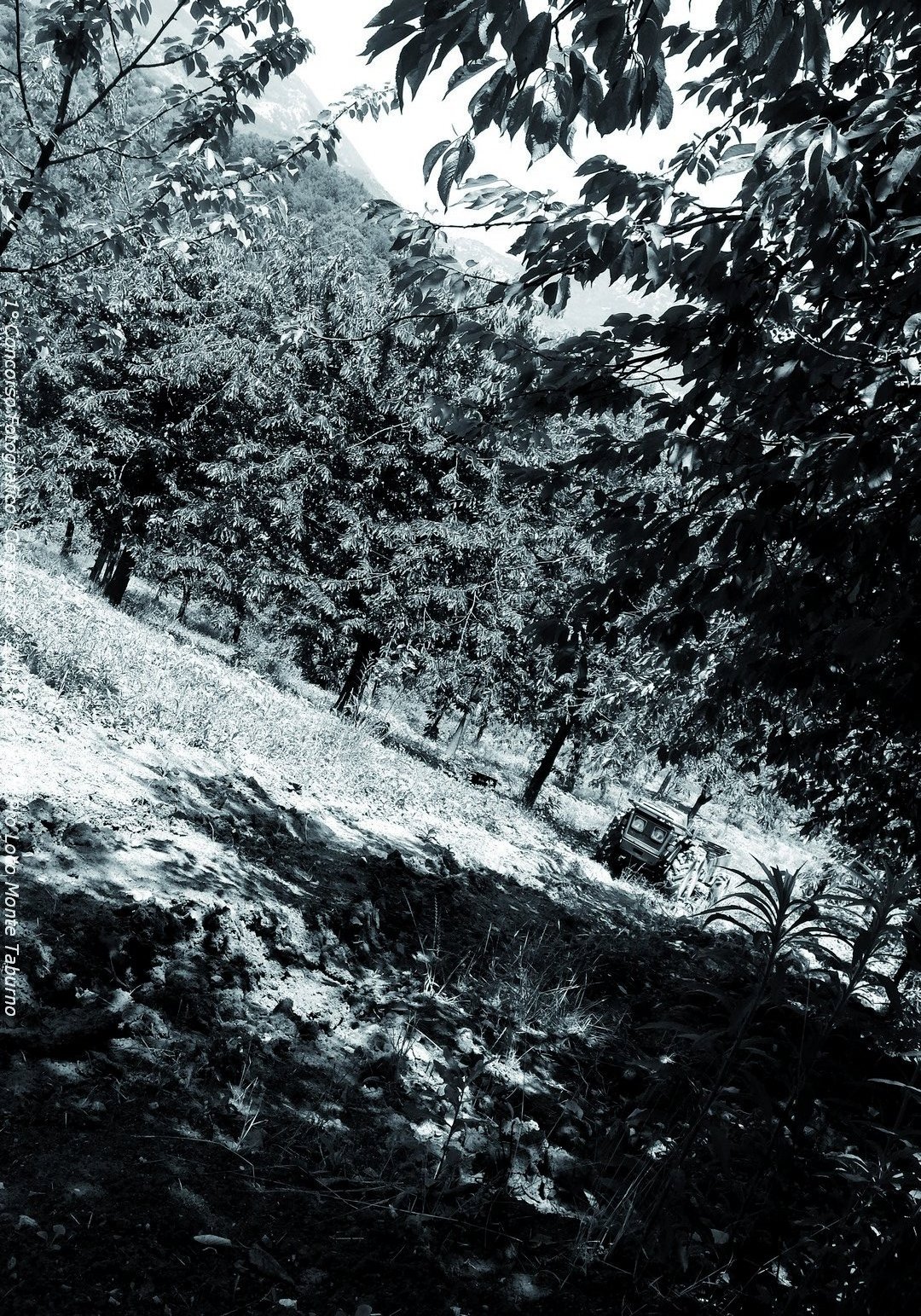 Raccolta della Storia