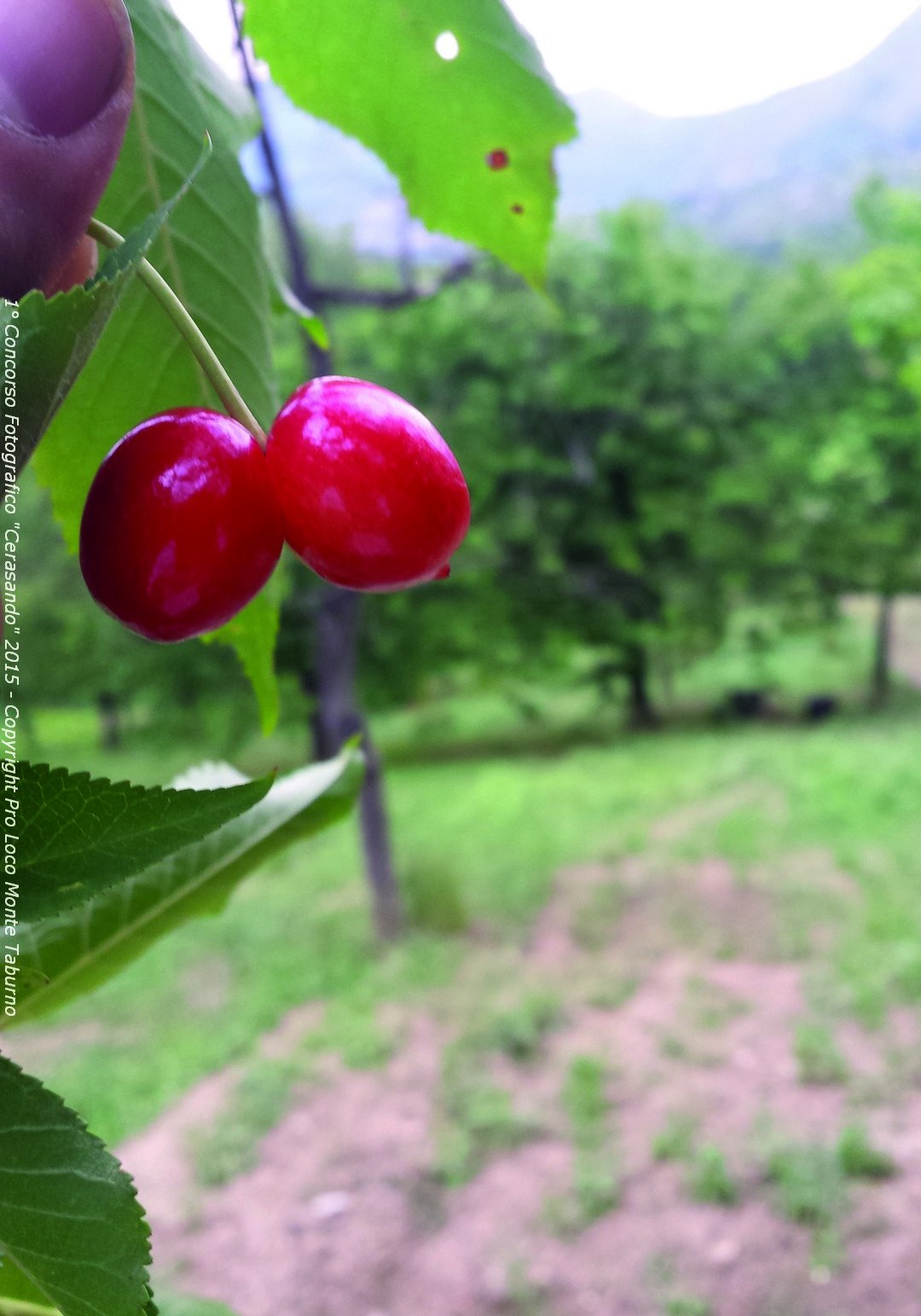 Love is in the cherry