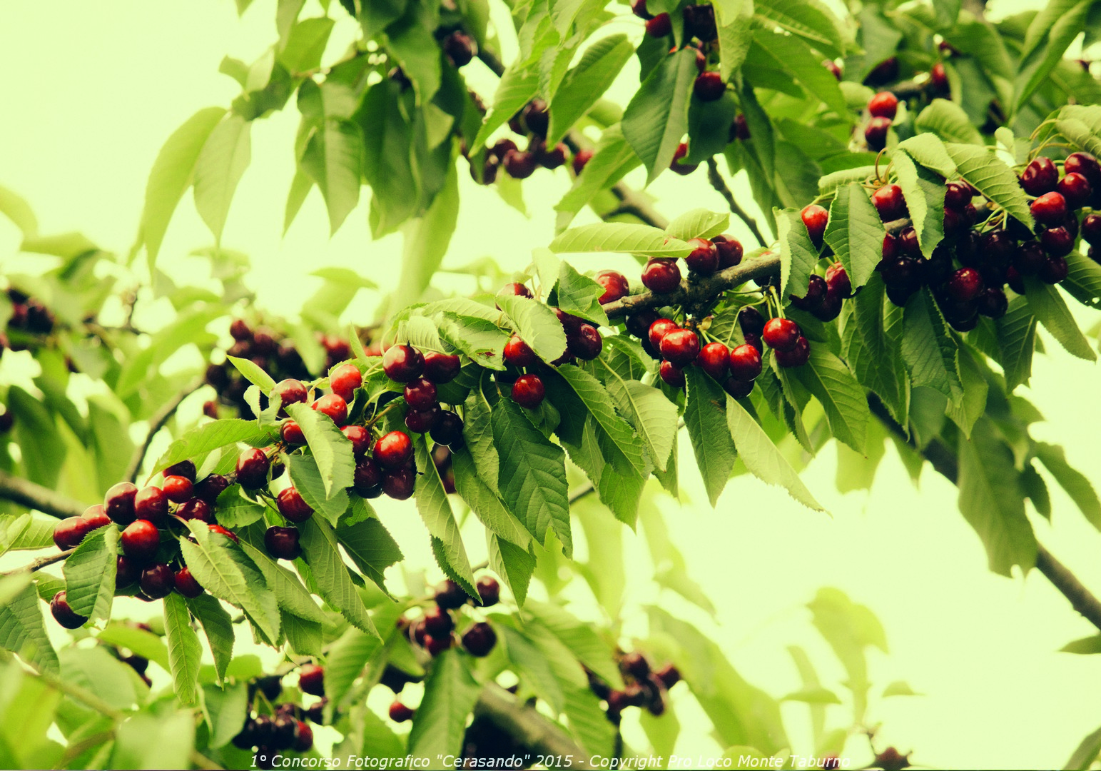 Dipinto su natura